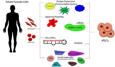 Regenerating the Cardiovascular System Through Cell Reprogramming; Current Approaches and a Look Into the Future